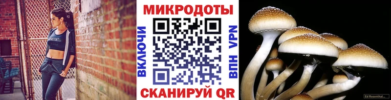Купить где  Тихорецк  Псилоцибиновые грибы прущие грибы 